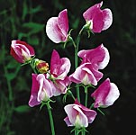 Unbranded Sweet Pea Painted Lady (Plugs of Plants)