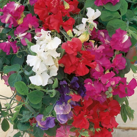 Unbranded Sweet Pea Patio Mixed Seeds (Lathyrus odoratus)