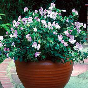 Unbranded Sweet Pea Pink Cupid Seeds