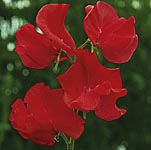 Unbranded Sweet Pea Restormel (Plug of Plants)