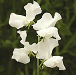 Unbranded Sweet Pea Royal Wedding (Plugs of Plants)