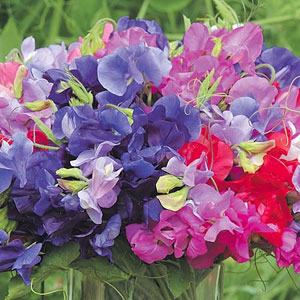 Sweet Pea Supremo Mix Seeds