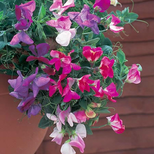 Unbranded Sweet Pea Sweetie Mix Seeds