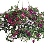 Unbranded Sweet Pea Sweetie Mixed Seeds 413202.htm