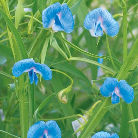 Unbranded Sweet Pea Tutankhamun Seeds 20 Seeds