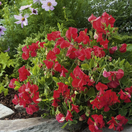 Unbranded Sweet Pea Villa Roma Seeds - Scarlet Average