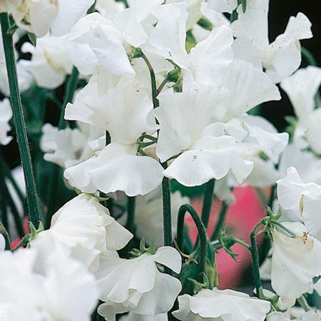 Unbranded Sweet Pea White Leamington Seeds 20 Seeds