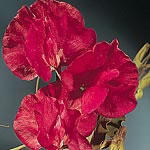 Unbranded Sweet Pea Winston Churchill Seeds