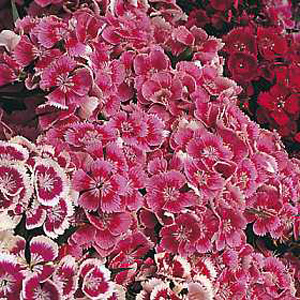 Unbranded Sweet William Indian Carpet Seeds