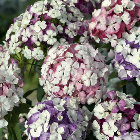 Unbranded Sweet William Kaleidoscope Mixed Seeds Average