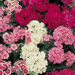 Unbranded Sweet William Petite Mix Seeds