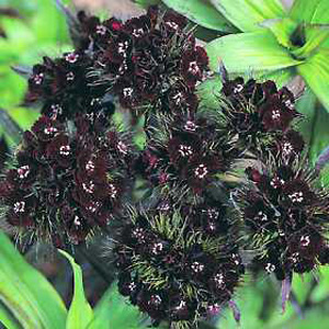 Unbranded Sweet William Sooty Seeds