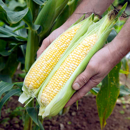 Unbranded Sweetcorn Mirai M130 F1 Seeds Average Seeds 35