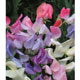 Unbranded Sweetpea Elegant Lady Seeds