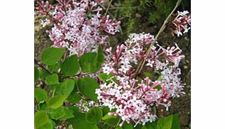 Unbranded Syringa Plant - Microphylla Superba