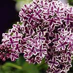 Unbranded Syringa Vulgaris Sensation Plant 405441.htm