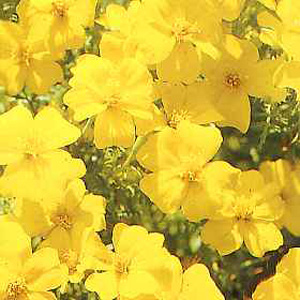 Unbranded Tagetes Lemon Gem Seeds