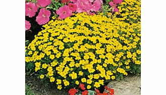 Unbranded Tagetes Seeds - Lemon Gem