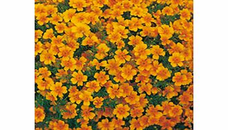 Unbranded Tagetes Seeds - Tangerine Gem