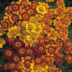 Unbranded Tagetes Starfire Seeds