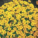 Unbranded Tagetes Tangerine Gem Seeds 423281.htm