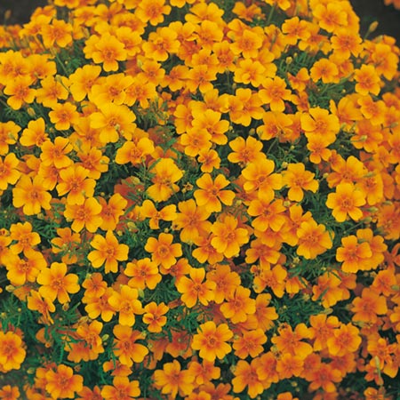 Unbranded Tagetes Tangerine Gem Seeds (Signata Pumila