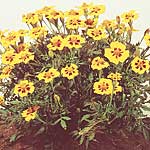 Unbranded Tagetes Ursula Seeds 423338.htm