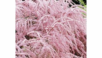 Unbranded Tamarix tetrandra Plants