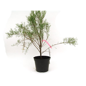 Unbranded Tamarix Tetrandra