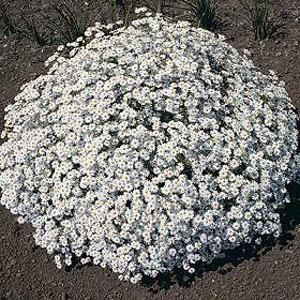 Unbranded Tanacetum Jack Pot Seeds