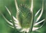 Teasel