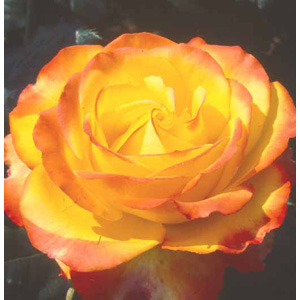 Unbranded Tequila Sunrise Hybrid Tea Rose (pre-order now)