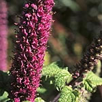 Unbranded Teucrium Hircanicum Seeds