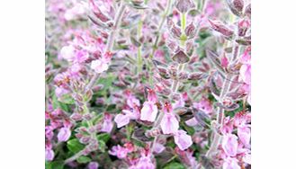 Unbranded Teucrium x lucidrys Plant