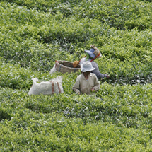 Head away from the beach and explore the heart of the Mauritius countryside where you will find scen