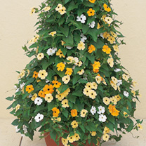 Unbranded Thunbergia Alata Seeds - Susie