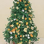 Unbranded Thunbergia Alata Susie Seeds 412673.htm