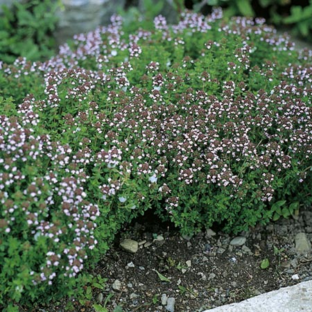 Unbranded Thyme Seeds Average Seeds 700