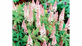 Unbranded Tiarella Plant - Pink Skyrocket