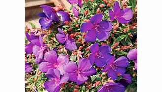 Unbranded Tibouchina Plant - Baby