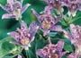 Toad Lily