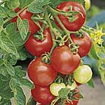 Unbranded Tomato Cumulus F1 Plants 474702.htm