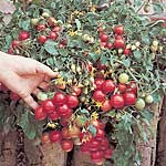 Unbranded Tomato F1 Tumbler Plants 403781.htm