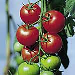 Unbranded Tomato Fantasio F1 Seeds 439482.htm