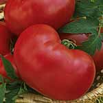 Unbranded Tomato Faworyt Seeds