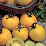 Unbranded Tomato Golden Sunrise Seeds