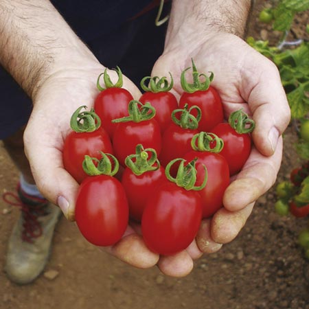 Unbranded Tomato Grafted Dasher Plants Pack of 3 Pot Ready