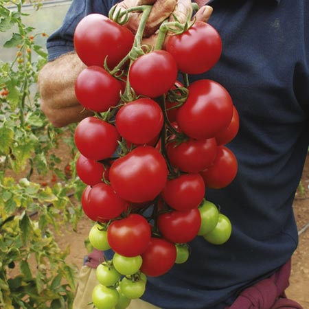 Unbranded Tomato Grafted Elegance Plants Pack of 3 Pot