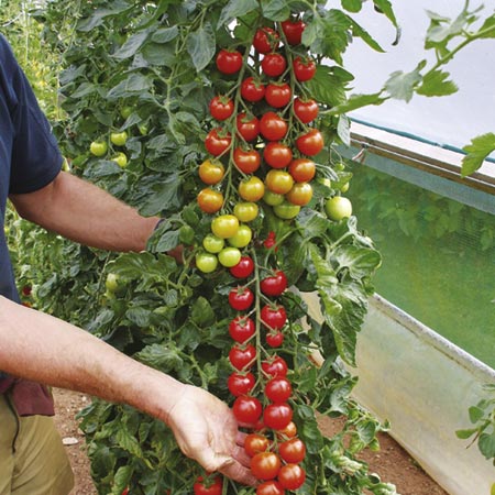 Unbranded Tomato Grafted Plant Collection Pack of 5 Pot