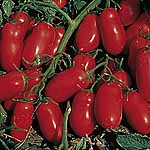 Unbranded Tomato Incas F1 Plants 466311.htm